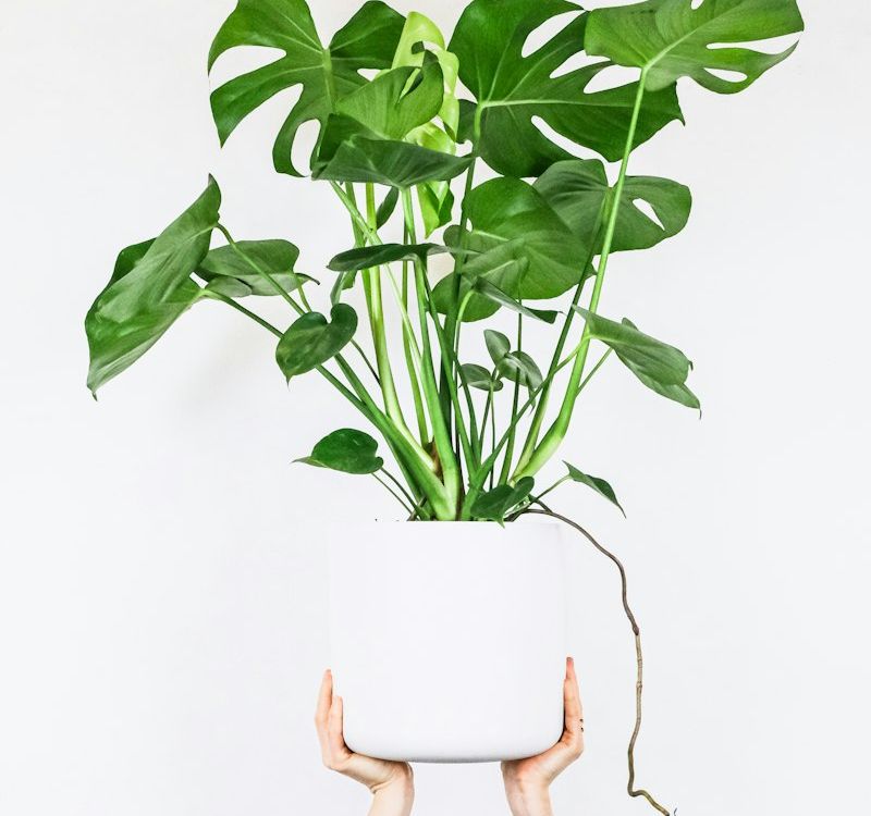 Monstera Deliciosa v keramice